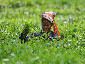 tea sector