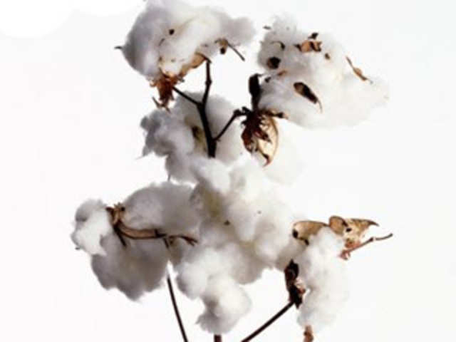 Cotton