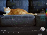 NASA's big experiment: This cat video streamed 19 million miles from deep space