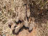 Cheetah Gamini gives birth to record six cubs at Kuno National Park, India's conservation efforts see major milestone