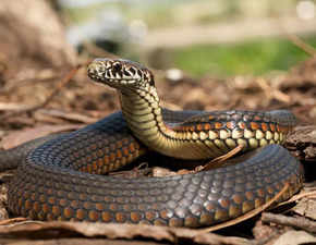 Snake venom can kill.... but it can also heal!
