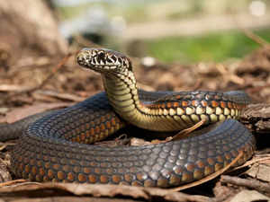 Snake venom can kill.... but it can also heal!:Image