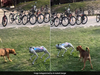 When stray dogs meet robot dog in IIT Kanpur, video goes viral