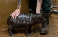 It's a boy! Athens zoo welcomes birth of rare pygmy hippo