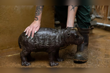 It's a boy! Athens zoo welcomes birth of rare pygmy hippo