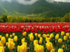 Srinagar Tulip Garden 2024, Asia's biggest, to open this week: Date, timings, ticket prices and what is new this year