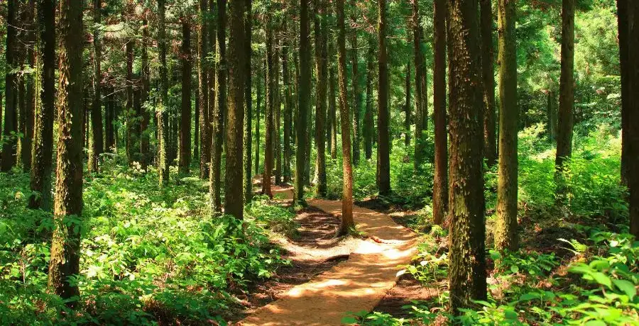 International Day of Forests: Indian forests that will leave you in awe ...