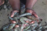 Shrimp exporters complying with norms to meet requirements of importing nations, says FIEO