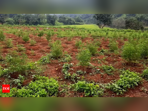 Farmer in Andhra Pradesh gets booked for growing 'ganja' crop to clear debts