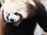 Unlocking the mystery: Scientists reveal genetics behind brown pandas in China