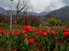 Srinagar tulip garden open now for public: Pics, timings, ticket price and more