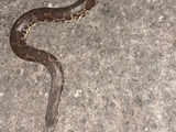 Common sand boa rescued from Nerul sector 29
