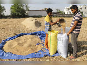 Jammu: Farmers fill sacks with wheat crop after harvesting at a field near the I...