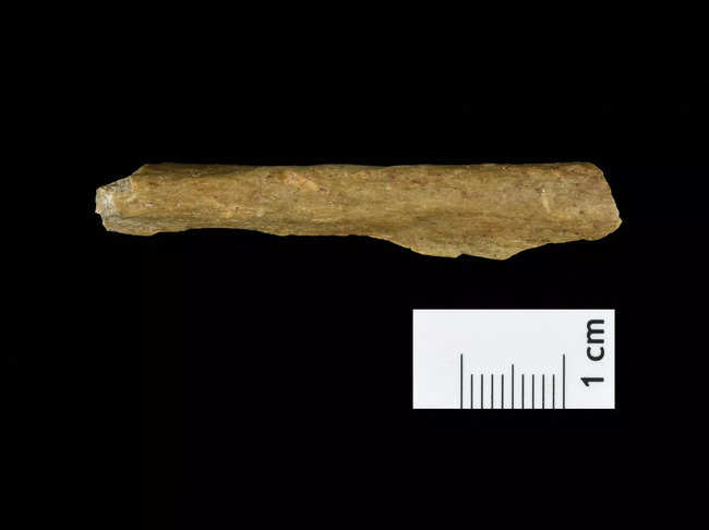 A Homo sapiens bone fragment from excavations at a cave site in the German town of Ranis