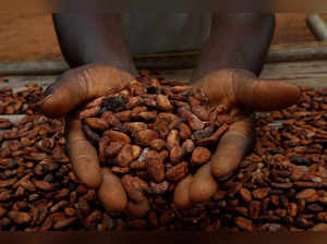 FILE PHOTO: A farmers holds cocoa beans while he is drying them at a village in Sinfra, Ivory Coast