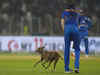 How viral video of a stray dog's invasion during MI vs GT match has angered activists & celebrities