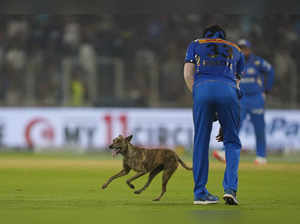 Ahmedabad: A dog strays in the field during the Indian Premier League (IPL) 2024...