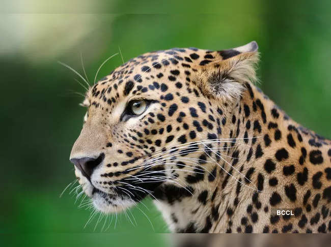 Leopard enters home in Delhi's Roop Nagar, injures five
