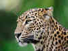 Watch video: Leopard enters home in Delhi's Roop Nagar, injures five