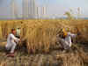 Increased heat unlikely to impact wheat crop: IMD