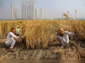 Gurugram: Farmers harvest wheat crop at a village on the outskirts of Gurugram. ...