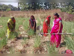 Homemakers-turned-businesswomen have become job providers in rural Bihar