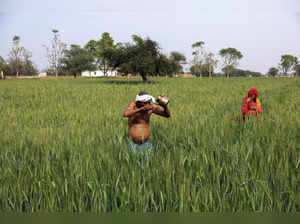 FILE PHOTO: Madhulal Meena, 60, a farmer, drinks water in a  wheat field near Jaipur