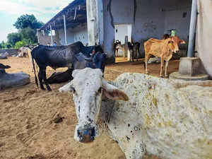 Multi-institutional team tracks virus behind India's lumpy skin cattle
