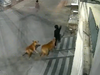 Another horrific video of stray dogs attacking a child surfaces