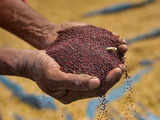 India's mustard seed output may touch all-time high of 12 million tonnes this year: SEA