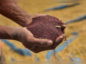 Nagaon: A farmer inspects mustard seeds after winnowing, in Nagaon district. (PT...
