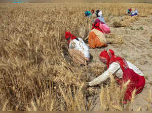 Gurugram: Workers harvest wheat crop, at a village on the outskirts of Gurugram....