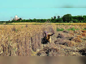 Wheat Procurement from UP, Rajasthan, Bihar to be Increased Significantly