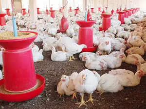“100 times worse than COVID’, experts say about H5N1 bird flu pandemic
