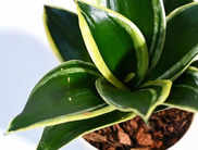 Best Golden Hahnii Snake Plants in India to Beautify Your Living Space