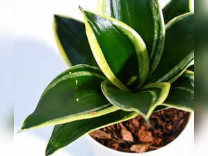 Best Golden Hahnii Snake Plants in India to Beautify Your Living Space