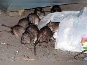 How brown rats crawled off ships and conquered North American cities