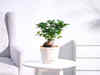 Best bonsai plants in India that add a touch of greenery to your space