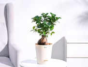 Best bonsai plants in India that add a touch of greenery to your space