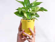 Best Money Plants in India