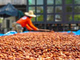 Brazil cocoa farms go high-tech to upgrade ailing market