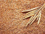 Private firm pegs wheat output at 105 MT against government’s 112 MT