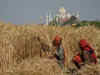 India's 2024 wheat output seen at 105 mln tons, 6.25% below govt estimates