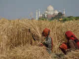 India's 2024 wheat output seen at 105 mln tons, 6.25% below govt estimates