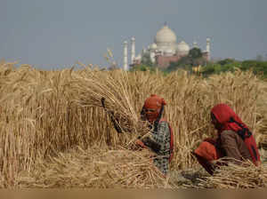 Women harvest a wheat field with the Taj Mahal seen in the background in Agra on April 4, 2024.