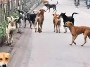 Seven-year-old boy attacked by stray dogs in Lucknow