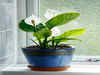 How to take care of your peace lily plant during summer?