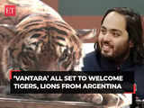 Anant Ambani’s 'Vantara' all set to welcome tigers, lions from Argentina