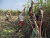 Sugar mills paid Rs 78,000 cr to cane farmers in H1 of 2023-24 season