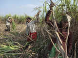 Sugar mills paid Rs 78,000 cr to cane farmers in H1 of 2023-24 season